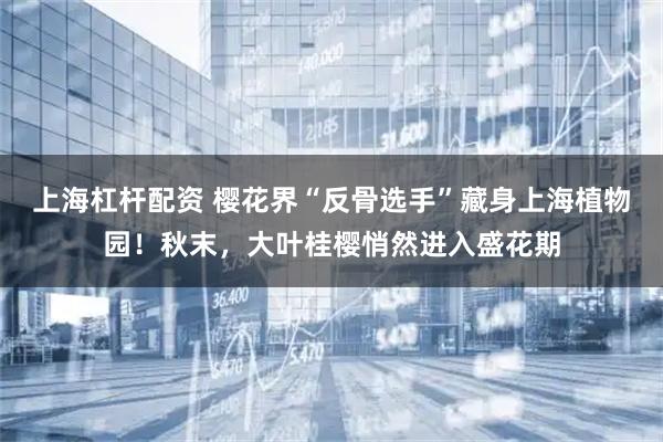 上海杠杆配资 樱花界“反骨选手”藏身上海植物园!秋末,大叶桂樱悄然进入盛花期